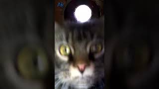 Surprise Cat Emergence #shorts #funny #funnyvideo #cat