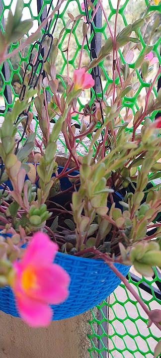 in my garden