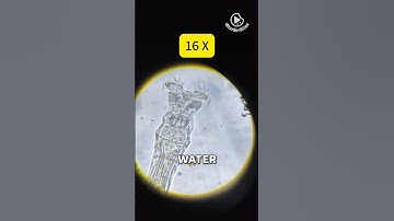 DIY Microscope for UNDER $5?! See Microbes LIVE!