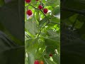 #gardening #organic pepper how to take care of Wiri Wiri pepper plants after summer