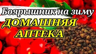 Боярышник на зиму. Как сушить боярышник в духовке