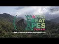 Protect Great Apes from Disease (English)