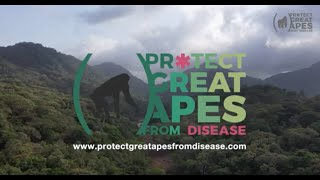 Protect Great Apes from Disease (English) by ONE HEALTH PRODUCTIONS 170 views 2 years ago 4 minutes, 47 seconds