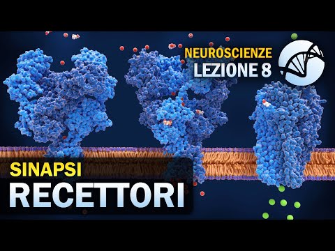 Video: Quali recettori mediano le risposte al neurotrasmettitore acetilcolina?