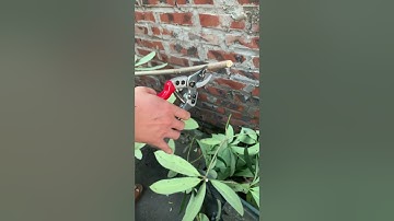 Test thử kéo cắt cành cộng lực Nhật Bản SK5