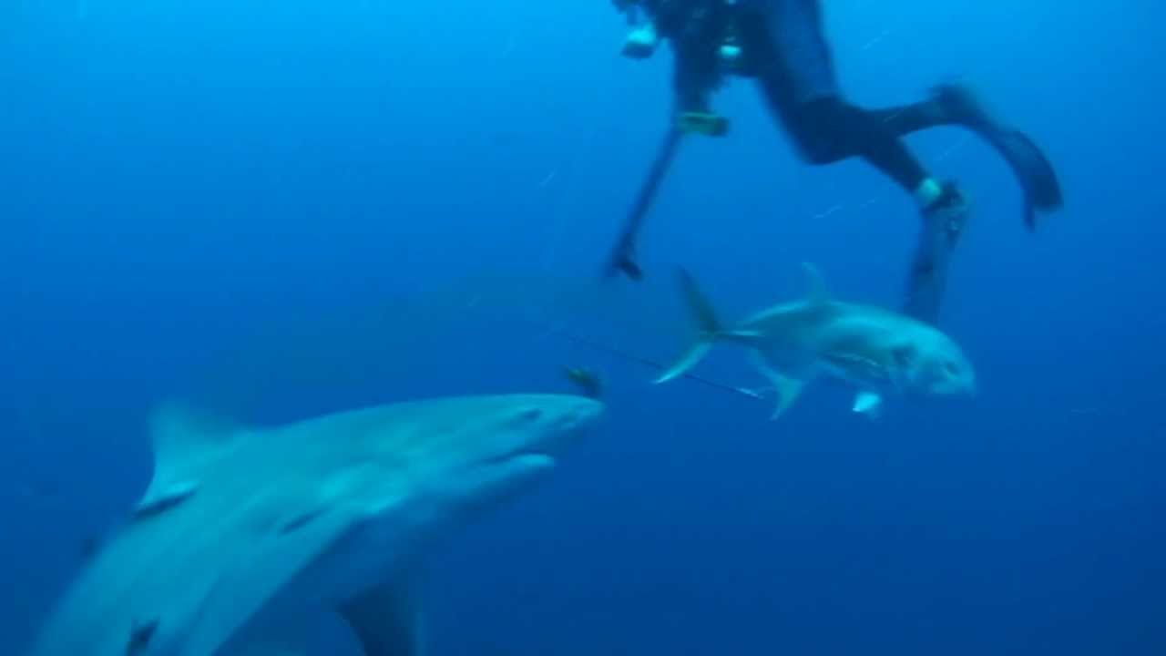 Bull Sharks Attack - YouTube