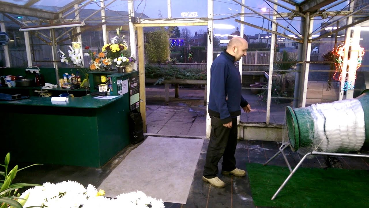 Human christmas tree wrap viral YouTube