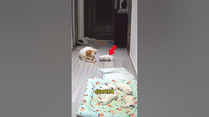 This dad dog learned a deep and painful lesson #pets #doglover #interestingfacts