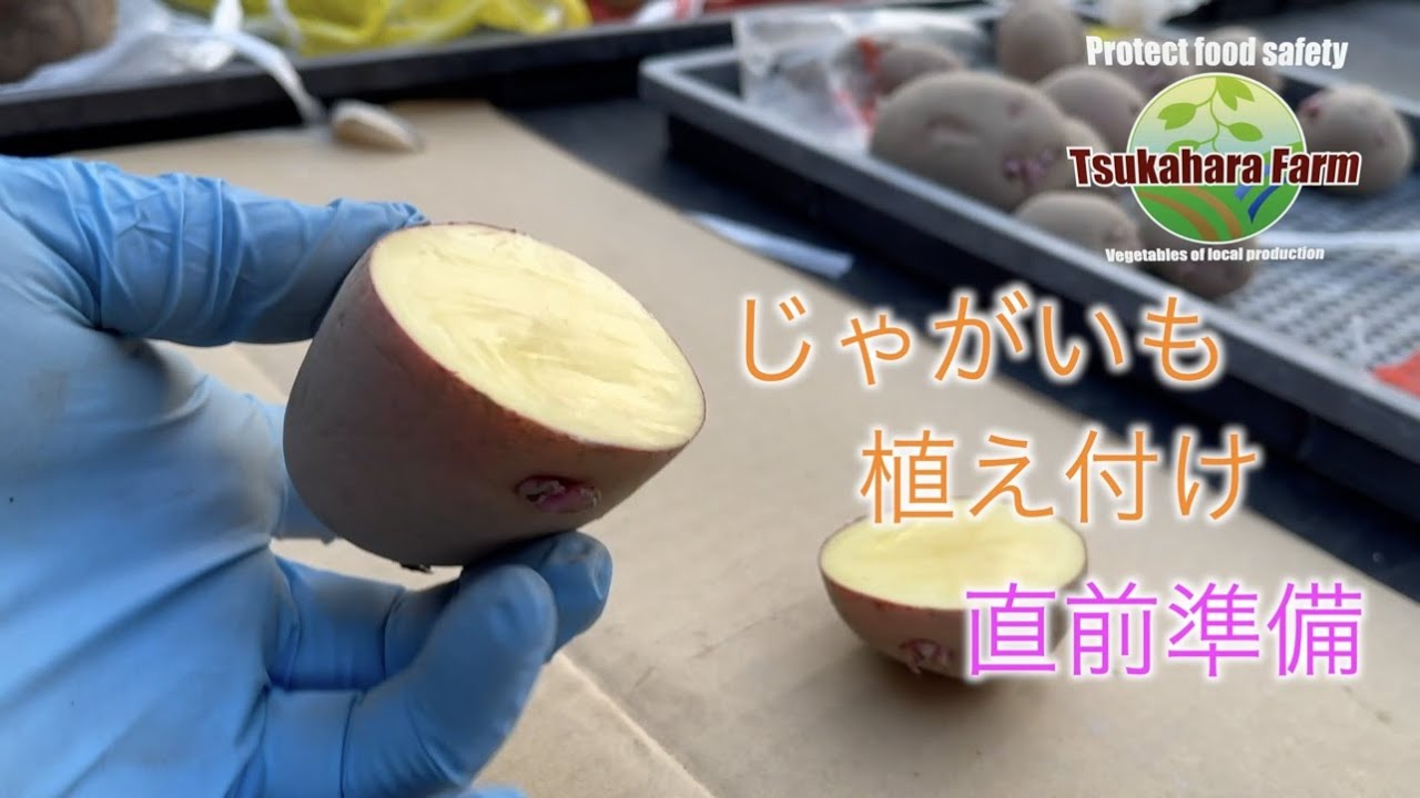 ジャガイモ植え付け間近 種芋の切り方講座 21 3 1 Youtube