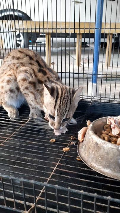 FEEDING A WILD FOREST CAT #gamugm3545