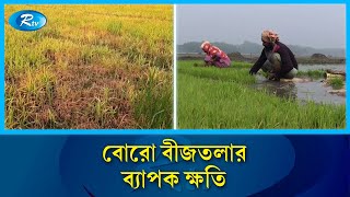 Farmers are losing hope due to massive damage to Boro paddy fields | Boro Paddy | Rtv News