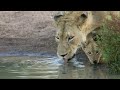 Honeyguide Tented Safari Camps Video - Mantobeni Camp
