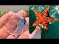 Most Amazing Sea Creatures | Under Water Creatures Videos Compilation #1 😱