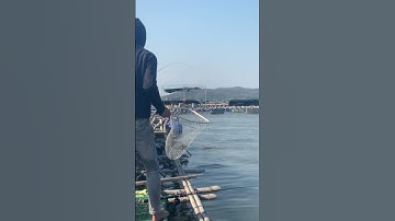 Câu Cá Biển Trên Làng Bè Long sơn | Câu Cá Biển Vũng Tàu ✅ #seafishing #fishing #shorts