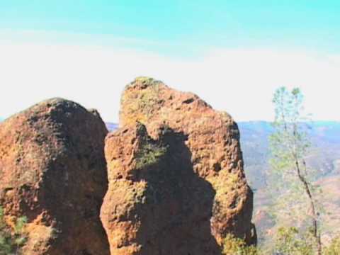 California Condor, Pinnacles National Monument