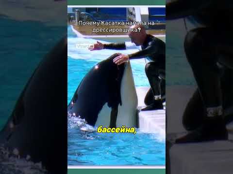 Почему Касатка напала на дрессировщика🤔#фактыинтересные