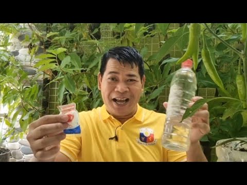 Video: Castor oil para sa mga bulaklak bilang isang pataba: kung paano gamitin, mga review at mga tip