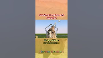 Chiếc bướu không chứa nước của loài lạc đà