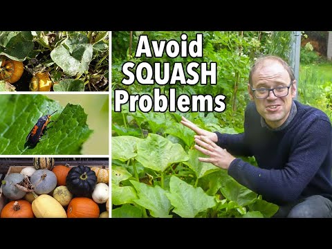 वीडियो: बटरनट स्क्वैश समस्याएं: बटरनट स्क्वैश में फलों के विभाजन के लिए क्या करें