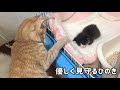 子猫を優しく見守るひのきに癒されます