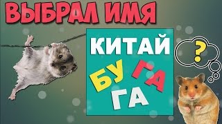 ХОМЯК ОТ КИТАЙ БУГАГА | ВЫБРАЛ ИМЯ! ХОМЯК ОТ КИТАЙ БУГАГА | ВЫБРАЛ ИМЯ!