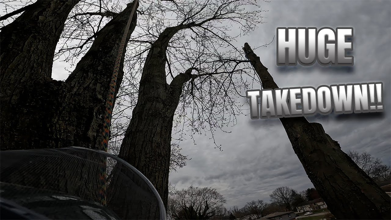 Removing A HUGE Silver Maple In A Tight BackYard! - YouTube
