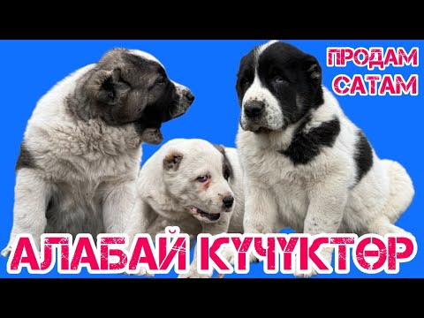 Video: Күчүктөр мордоп кийсе болобу?