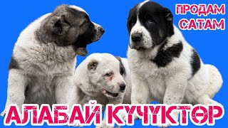 АНАКЕ! Таза кандуу АЛАБАЙ күчүктөр САТЫЛАТ | Шириндер иий, ШИРИНДЕР