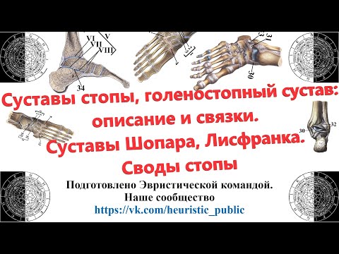 Суставы стопы и голеностопный сустав: описание и связки. Суставы Шопара, Лисфранка. Своды стопы