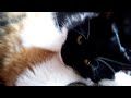 Кошка-дочка спит с кошкой-мамой. Cat-daughter sleeping with cat-mummy