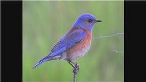 Bluebirds : How Do Bluebirds Protect Themselves?