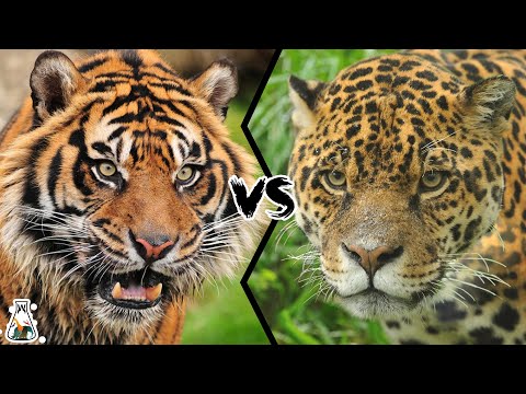 TIGER VS JAGUAR - Who is The Real King of The Jungle?