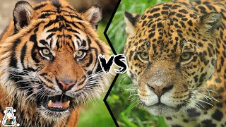 TIGER VS JAGUAR - Who is The Real King of The Jungle?