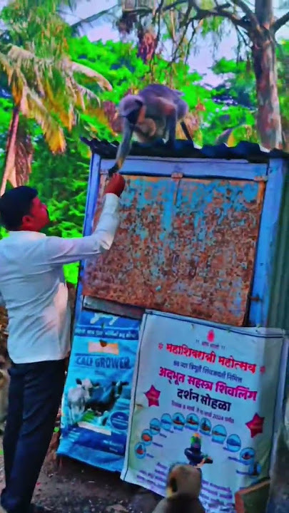 #monkeyvideo #monkey #bandar #bandarkivideo #bandarwalacartoon #bandarkicomedy #bandarkikahani