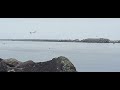 Pelicans. Birdwatching.