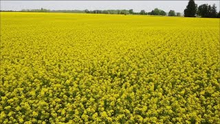 Winter canola is creating a buzz in Ontario