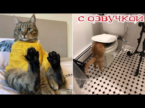 Приколы с котами! СМЕШНЫЕ КОТЫ! С озвучкой!! САМЫЕ смешные животные!!