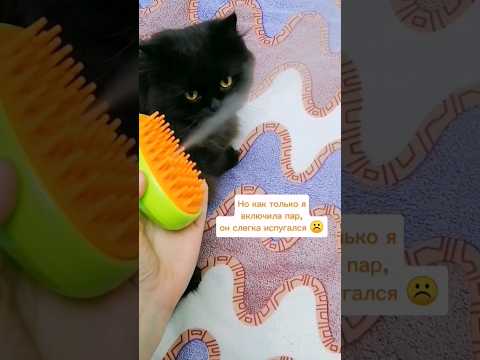 Кот испугался расчёски 😧 #cat #catvideos #catlover #cats #kitten #kitty #cutecat #кот #коты #animals