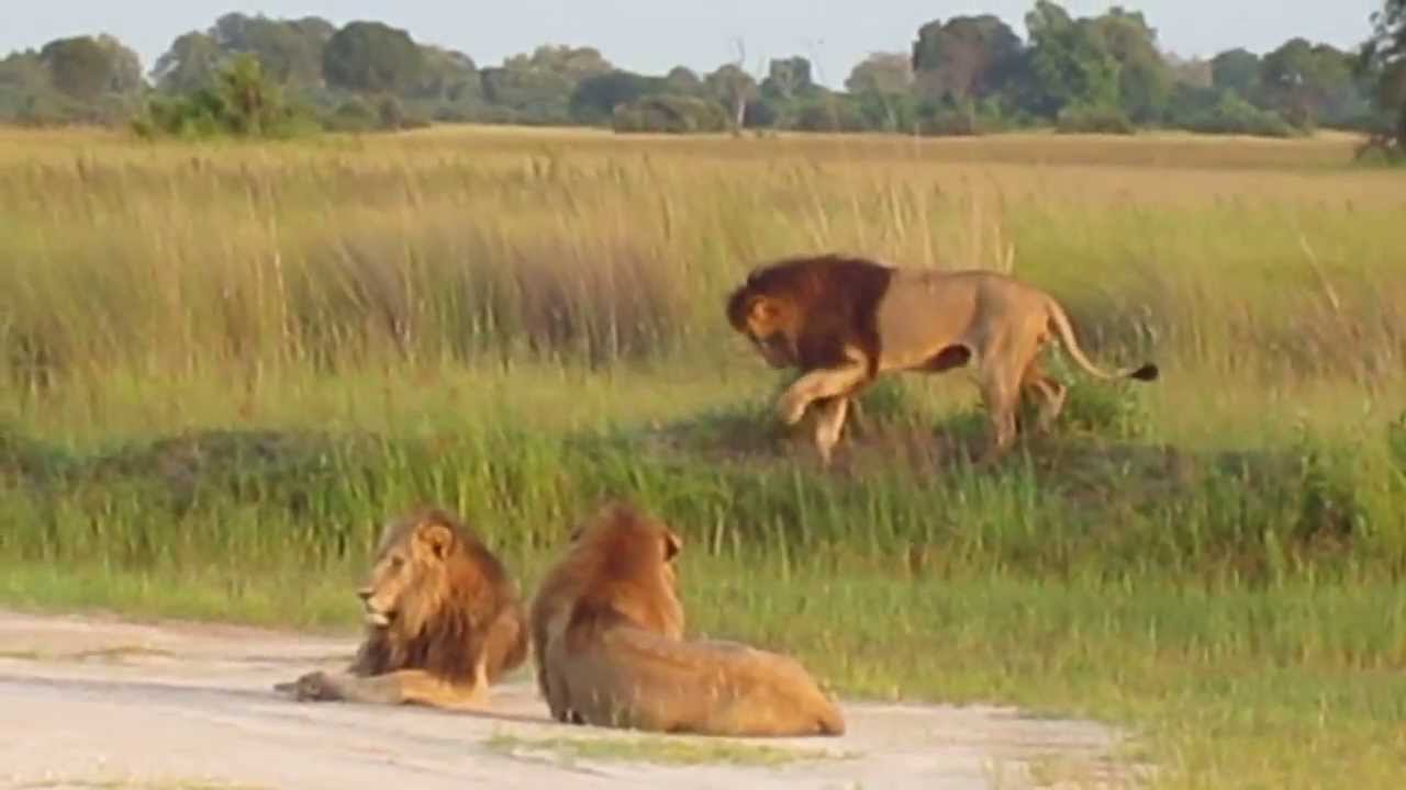 4 Male Lion Coalition Okavango Delta Kwara Camp Feb