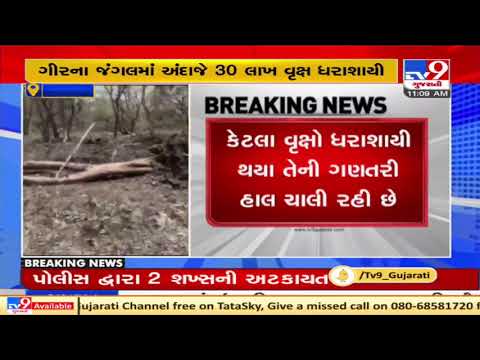 Around 30 lakh trees uprooted in Gir forest due to cyclone Tauktae | Tv9GujaratiNews