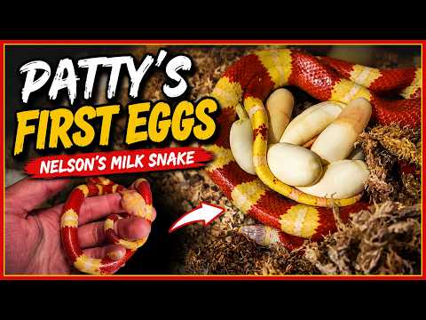Patty's First Eggs Ever!!!