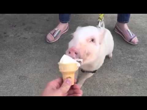 cute pig eating ice cream