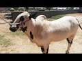 Fateh Jangi Dangerous Bulls 2023