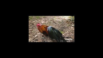 Rooster Bantam Phoenix #chicken #qaib #fowl #gamefowl #ayam #rooster #hens #gallos #bantam #shorts