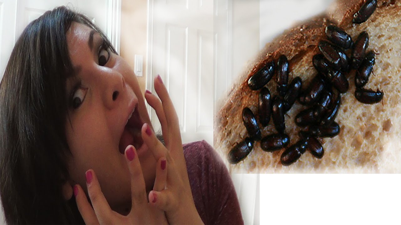 Drinking BUGS and Dec. Favs - YouTube