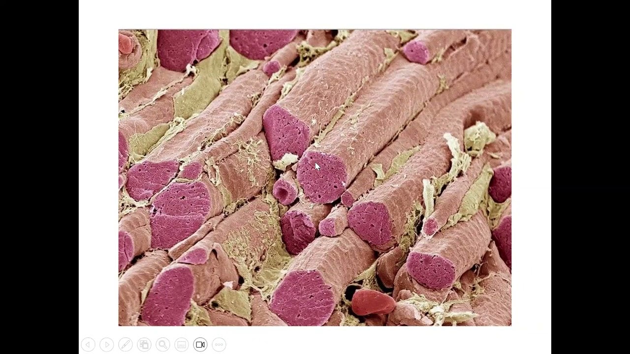 Histología del tejido muscular