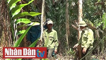 Nguy cơ cháy rừng ở Cà Mau