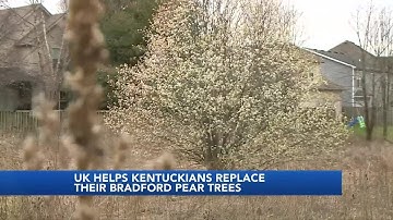 WATCH | UK helps Kentuckians replace their Bradford pear trees