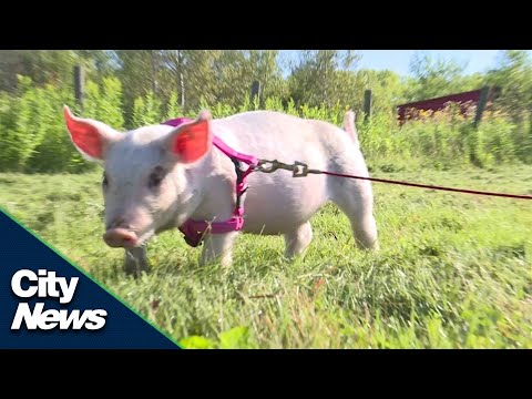 Video: Keluarga Berikat Ini Dari Babi Terabaikan Dan Kedua Anjingnya Sedang Mencari Rumah Selamanya