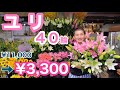 出るたびに完売❗️毎年恒例の安眠効果の甘〜い香り　『大輪ユリ 』４０輪以上　限定数のみ販売。